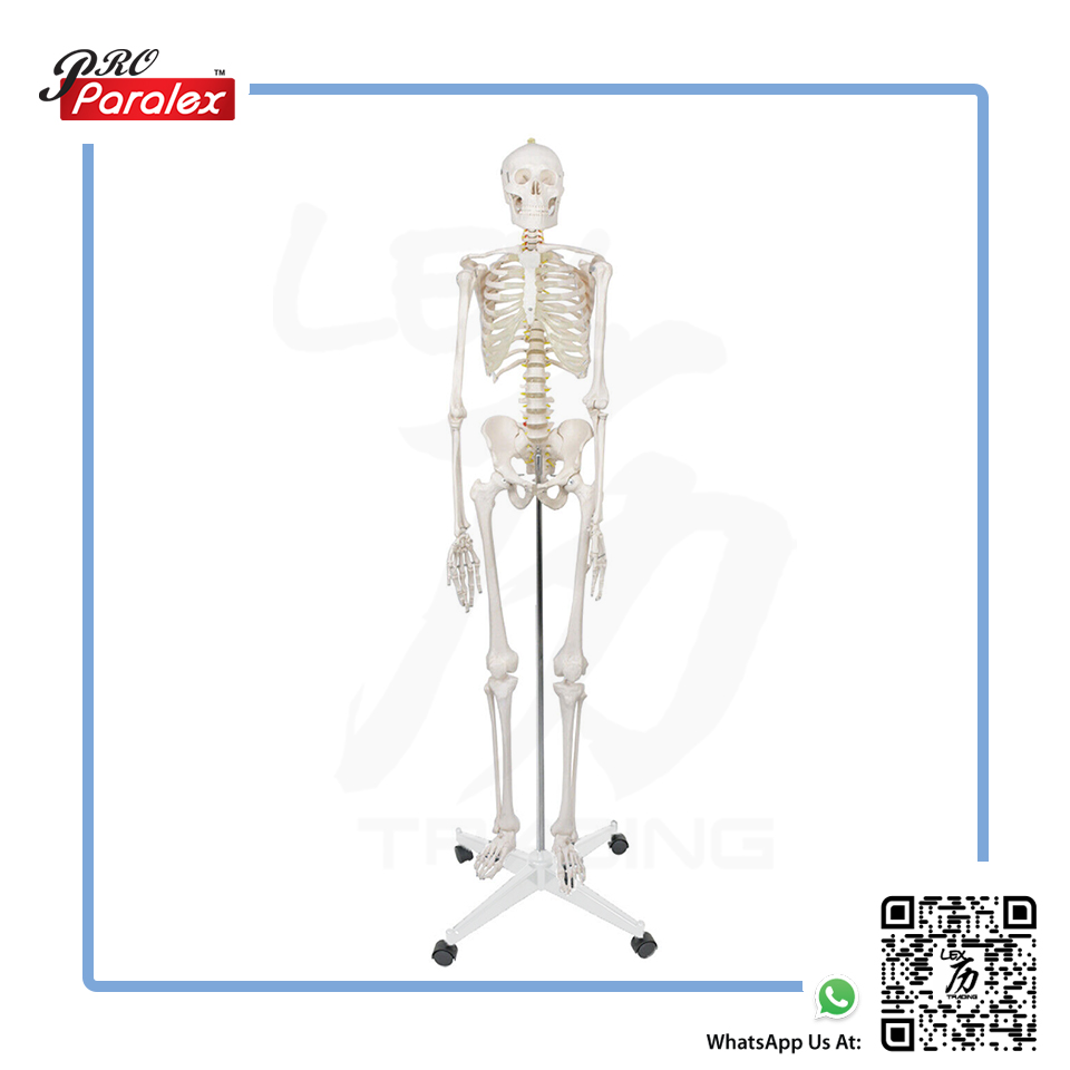 Skeleton Anatomy Model - 1
