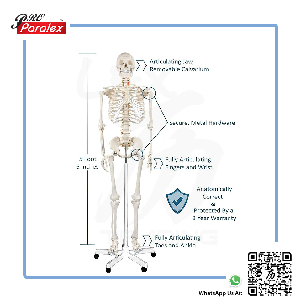 Skeleton Anatomy Model - 10