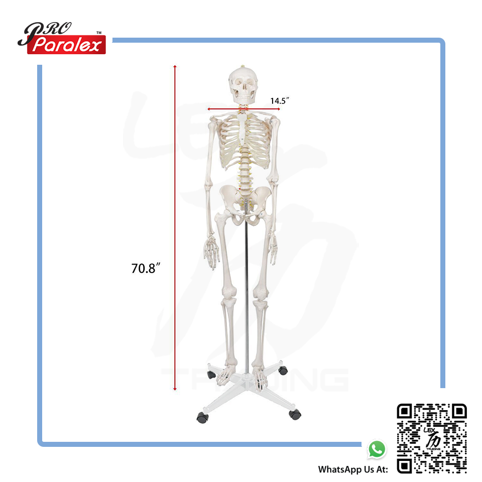 Skeleton Anatomy Model - 2