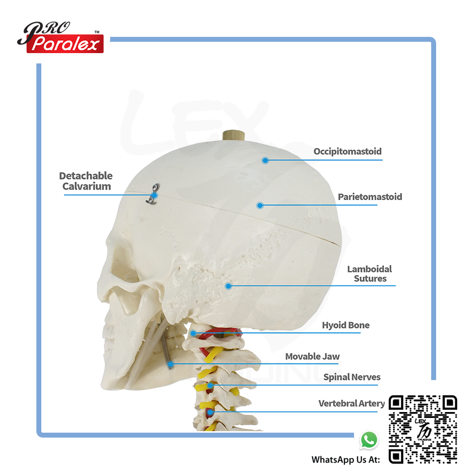 Skeleton Anatomy Model - 3
