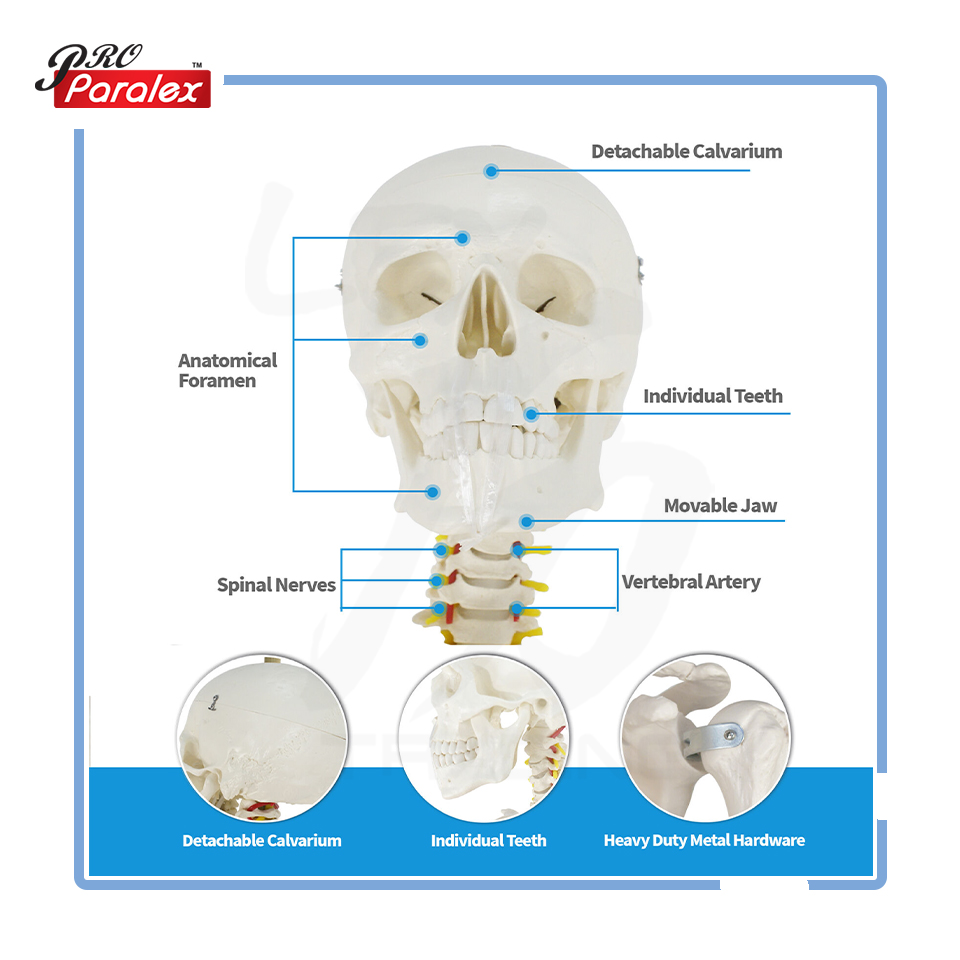 Skeleton Anatomy Model - 4