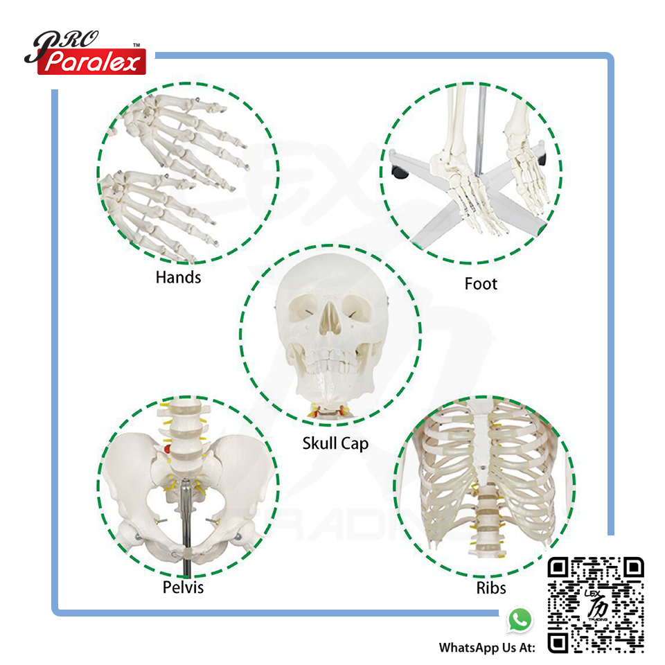 Skeleton Anatomy Model - 7